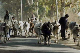 En Inde, les bovins sont sacrés.